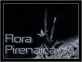 SECCIÓN DEDICADA A LA ESPECIAL FLORA PIRENAICA.